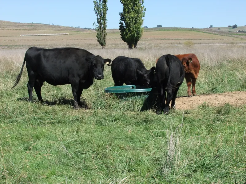 Quality Grazing Block with Dwelling Entitlements!