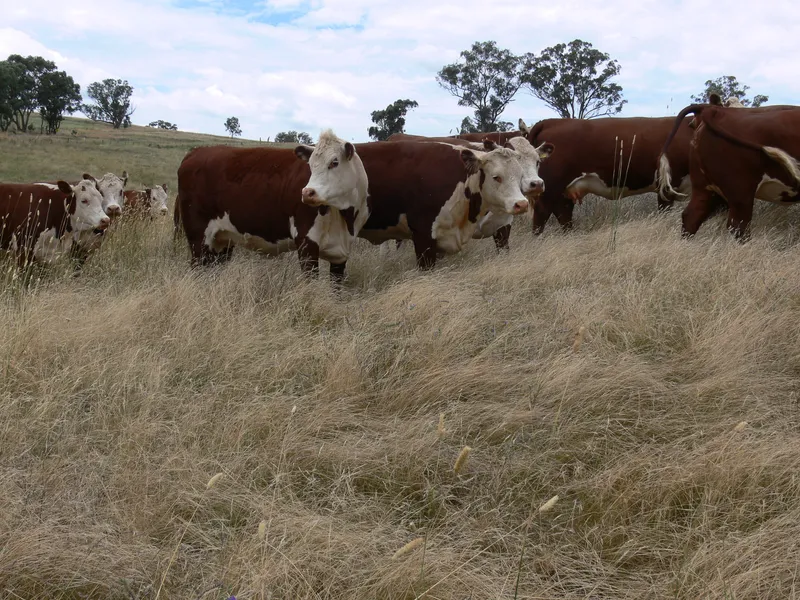 Lifestyle With High Rainfall Grazing