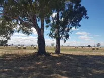 1202 Wilson Road, Tongala