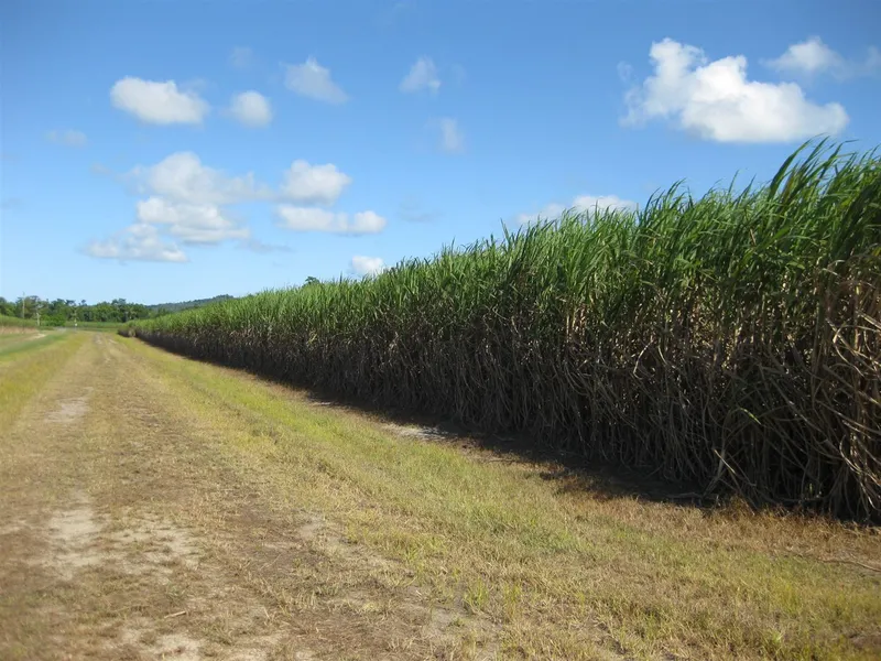 33.1 ha Cane farm with creeks, would also suit cattle use