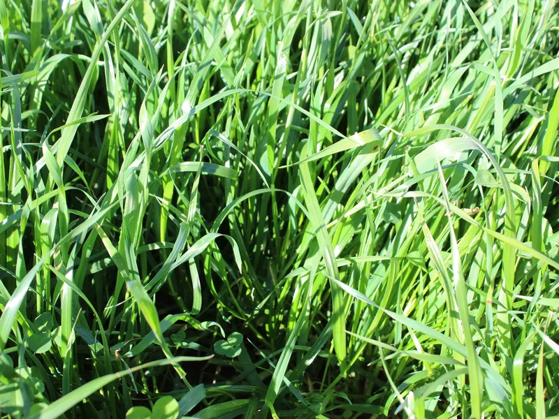 Ideal production block for Beef, Dairy and Sheep 