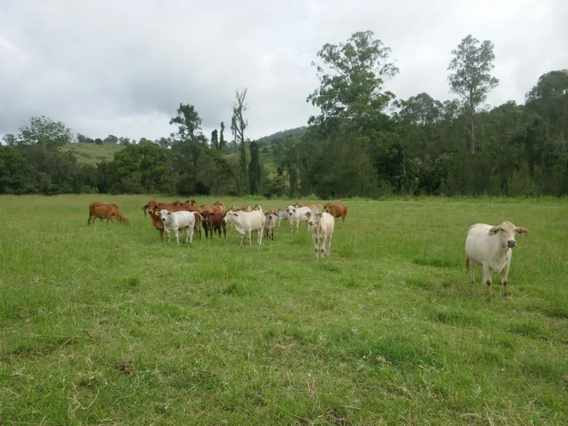 “”BROOKVALE” IRON POT CREEK - KYOGLE