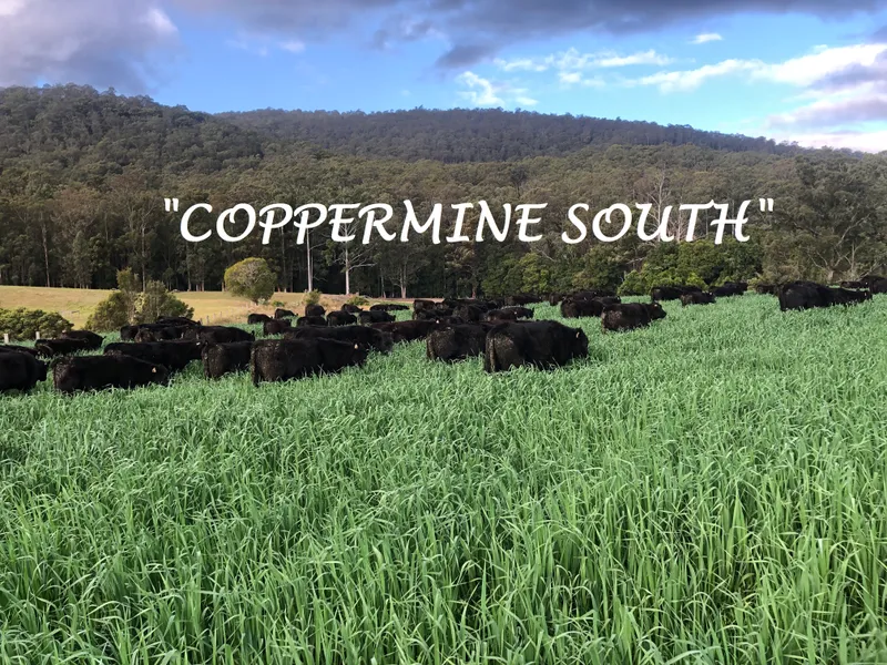 MILL CREEK VALLEY - STROUD NSW - HIGHLY REGARDED CATTLE COUNTRY