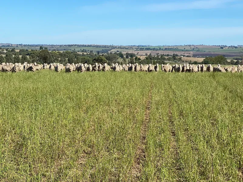 Opportunity to secure a foothold in a premier South-West Slopes location