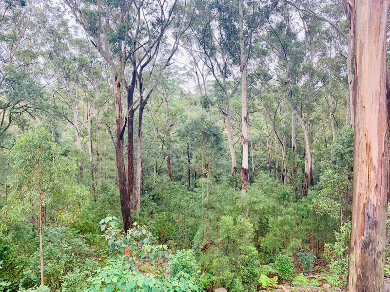 Newly renovated granny flat in beautiful bush setting