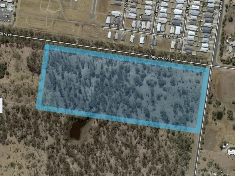 Home Amoung the Chinchilla White Gums