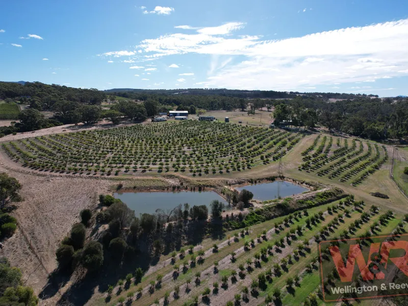 POMEGRANATE HILL 36HA WITH INCOME STREAMS NEAR THE PORUNGURUPS