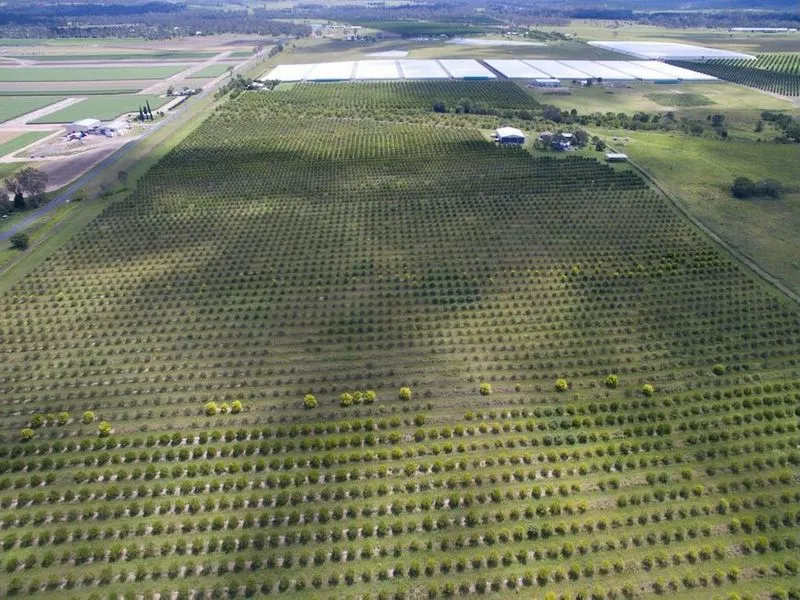 ESTABLISHED CITRUS ORCHARD - TWO HOMES - SECURE WATER - HUGE PACKING SHED