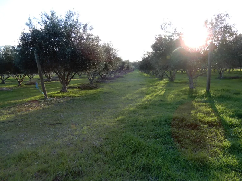 Rural Living Land