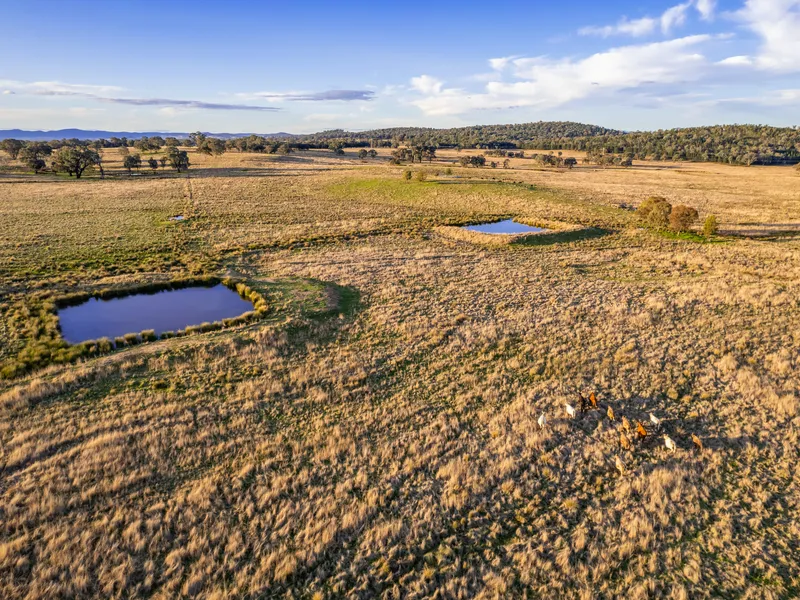 200ACRES* CATTLE BREEDING AND FATTENING COUNTRY!