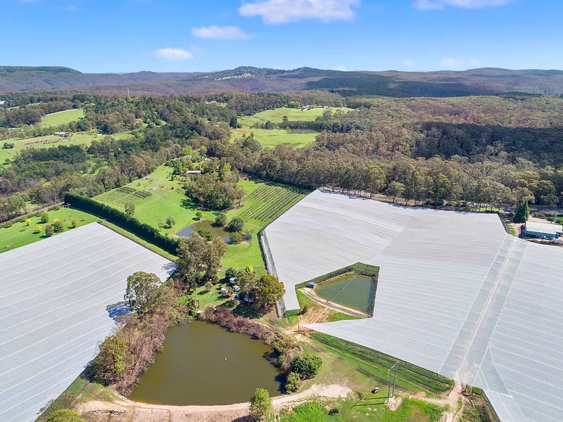 Bilpin's Best Apple Orchard