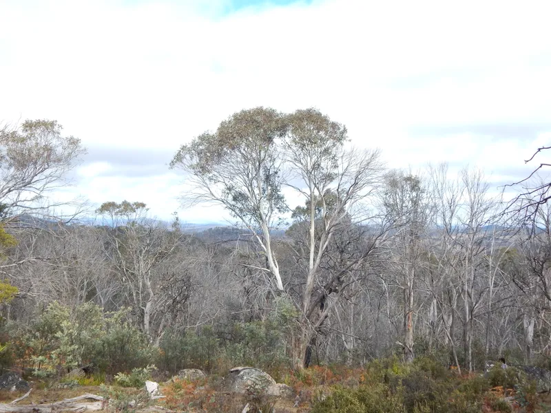 COOMA MONARO HIGH COUNTRY MOUNT GOOD GOOD (1277m ASL) via BIG BADJA ROAD 920 ACRES F.H