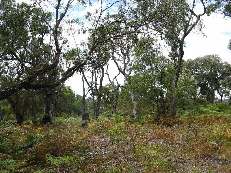 Lot 10 Bottlebrush Dve