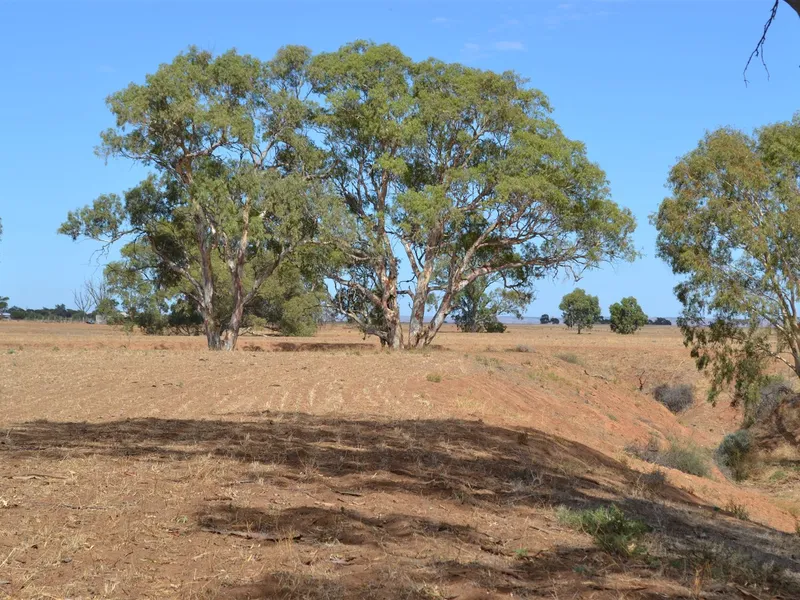 Farming & Olives