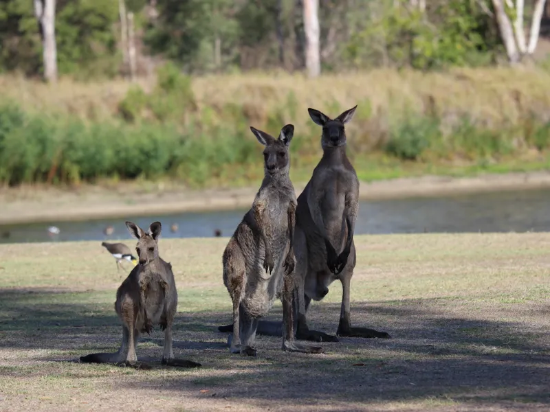 THREE ADJOINING GOLF COURSE FRONTAGE BLOCKS