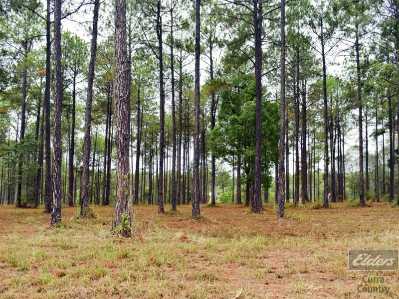 THE WIND WHISTLES THROUGH THE PINES!