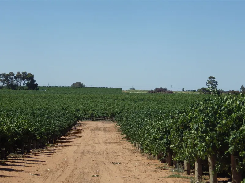 Loxton Vineyard - 9H - 80% Reds