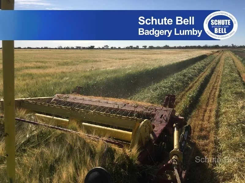 Progressive beef production property complimented by irrigation