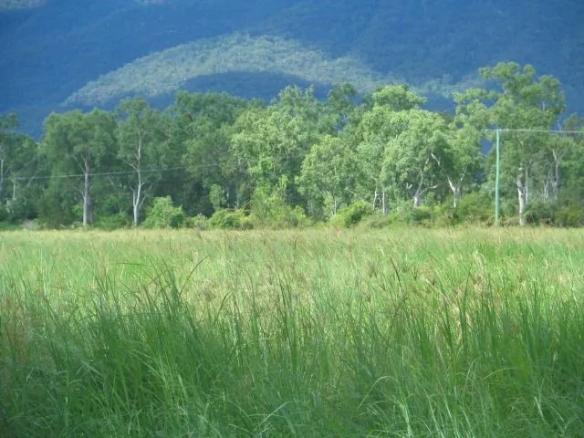 Hay farm or cattle fattening - Majors Creek