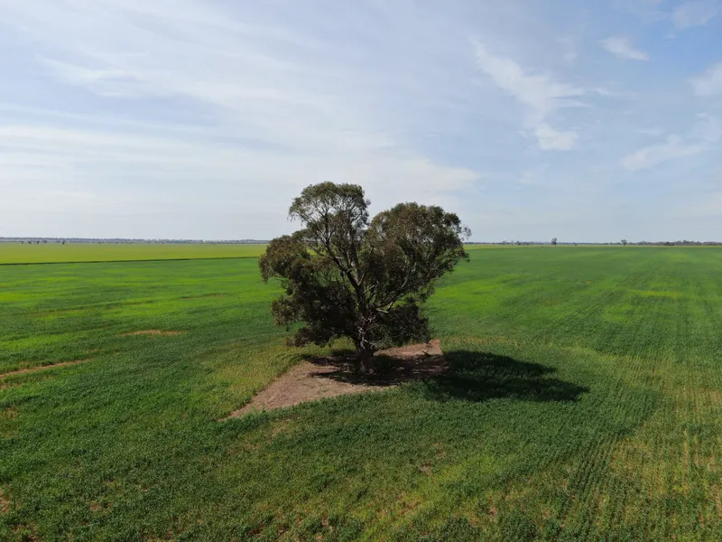 Cracking Cowabbie Country