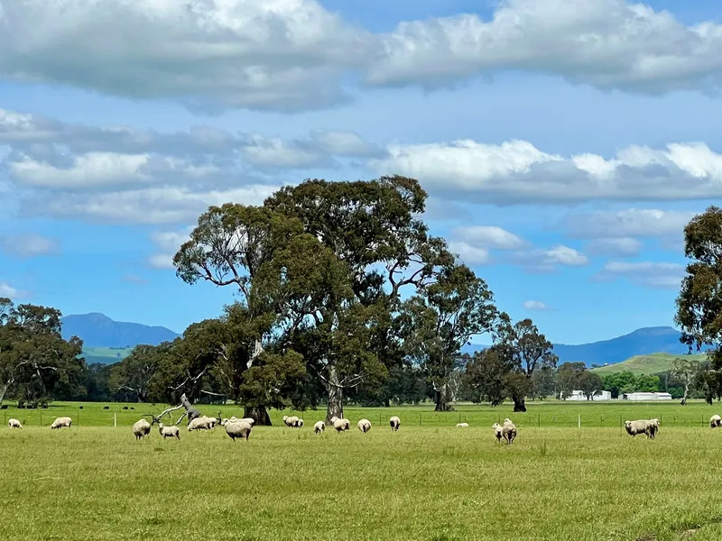'TWIN PEAKS' AAA GRADE FARMLAND WITH AMAZING BULLER & TIMBERTOP VIEWS