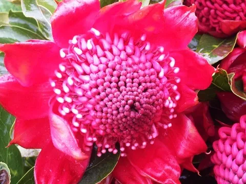 Become a small scale Waratah & Chestnut farmer that’s off the grid.