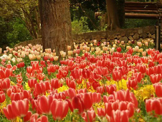 COMING SOON OPPOSITE PARKLAND CLOSE TO PRIVATE COLLEGE