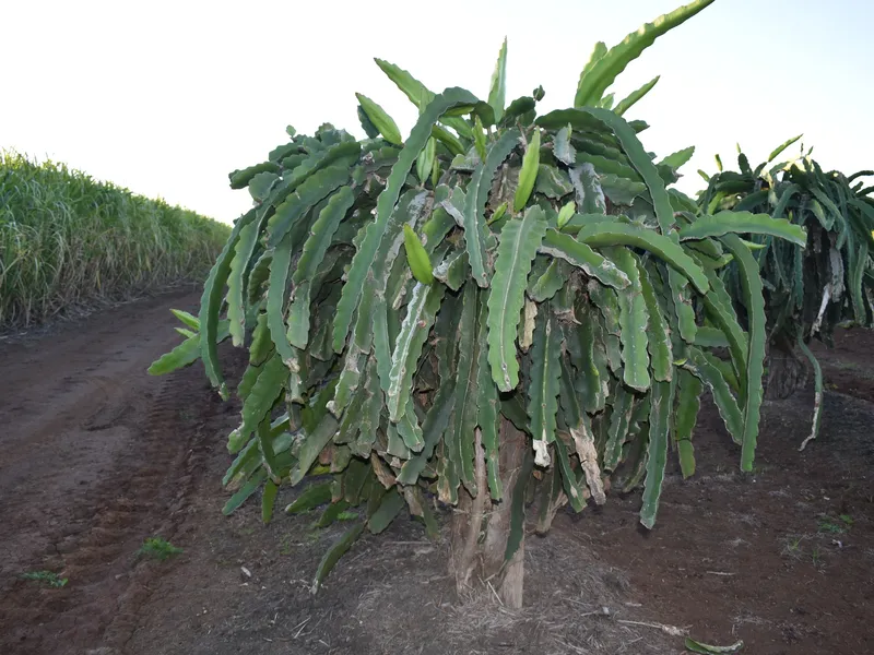 46.6 ACRE HORTICULTURE FARM