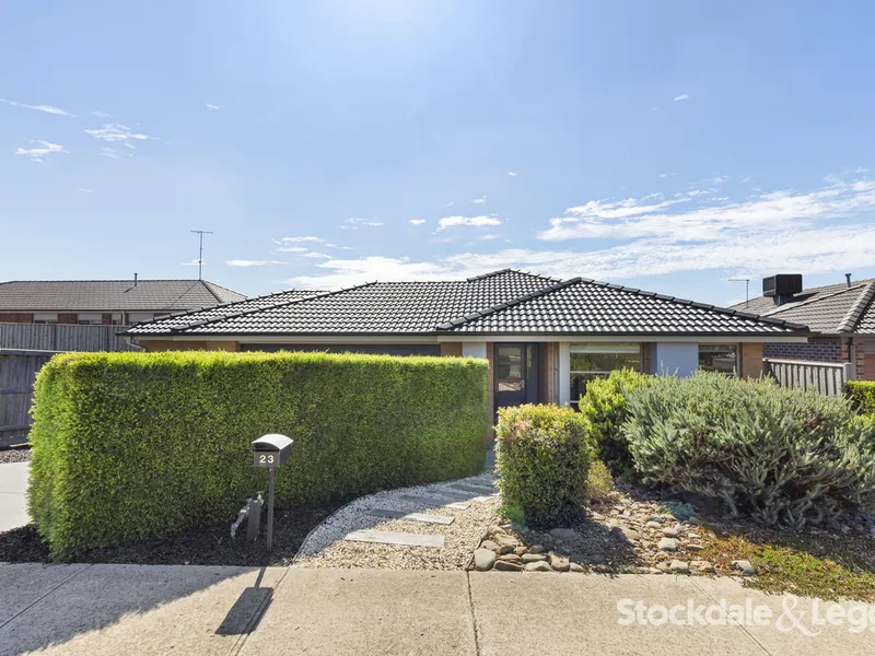 FANTASTIC CENTRAL CURLEWIS