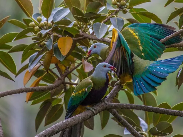 A Life’s work – Breathtaking, Soul Sanctuary eco property of Forest, Wildlife and Stunning conservation farm