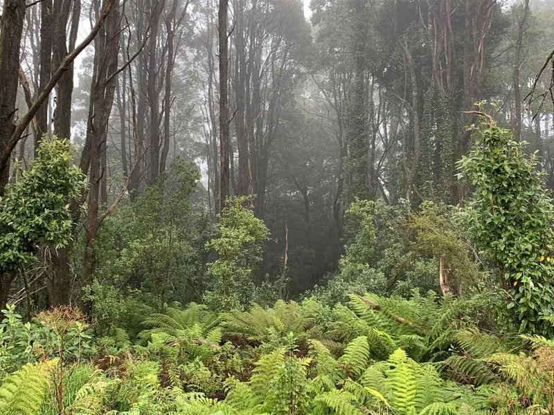 Otway Lifestyle/Rural beauty - 94 acres