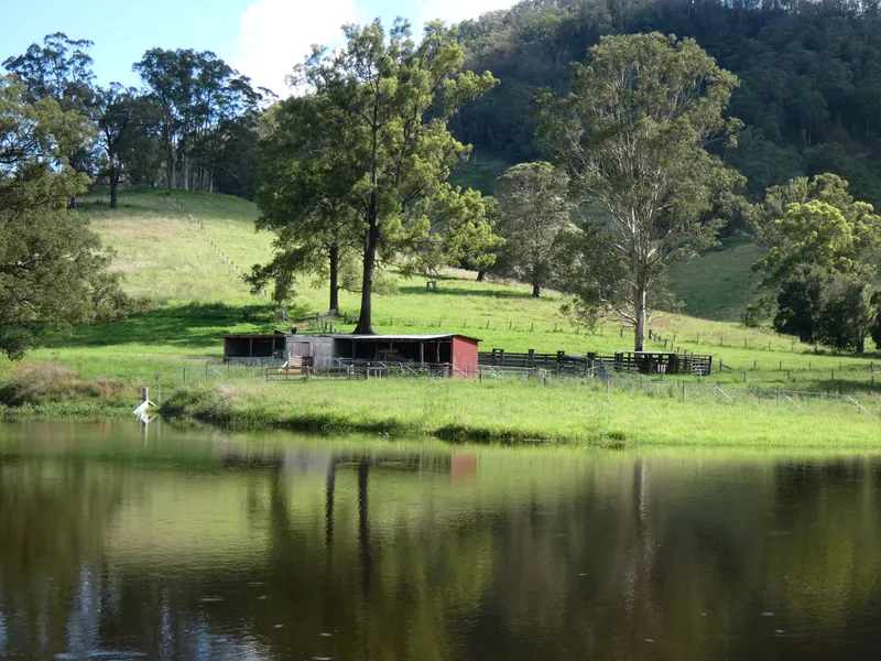 WHERE THE DUCKS PLAY