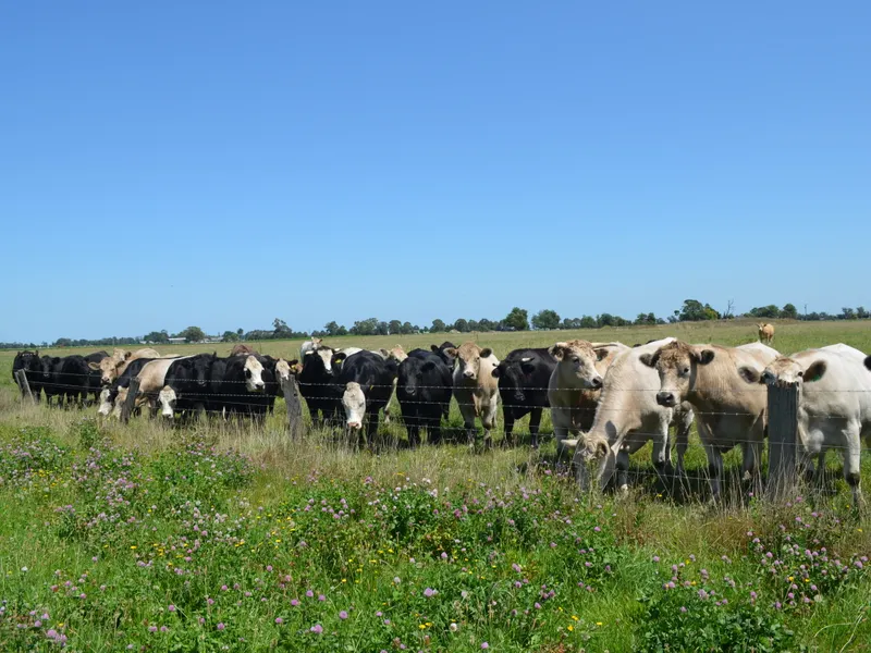 WALKING ON CLOVER – BEEF, HORSE OR VEGGIES.