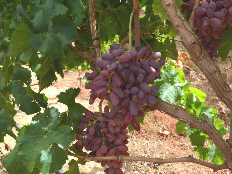 Renowned area for early table grapes