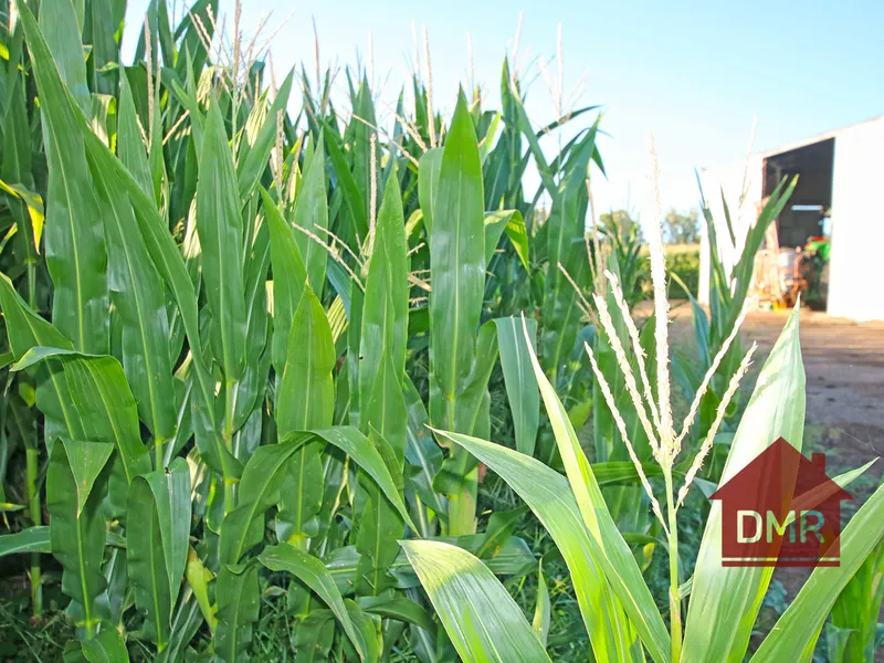 FARMING & IRRIGATION + LARGE FAMILY HOME