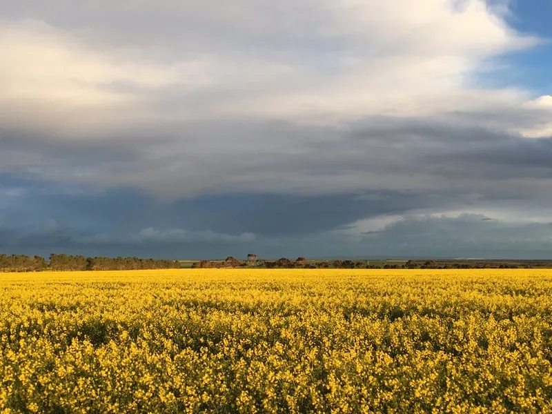 Investment Farm with Lease in Place