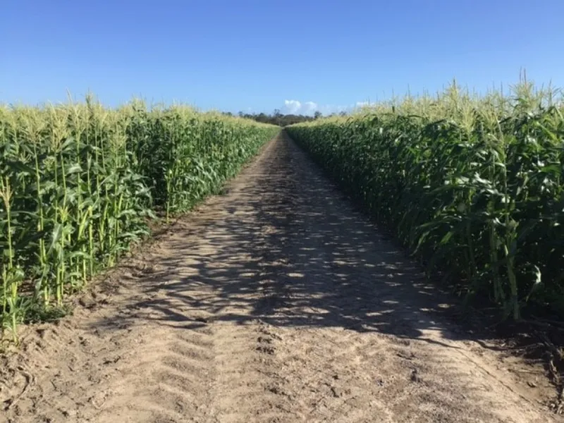 PRIME LAND CLOSE TO TOWN - WITH 2 WATER SOURCES