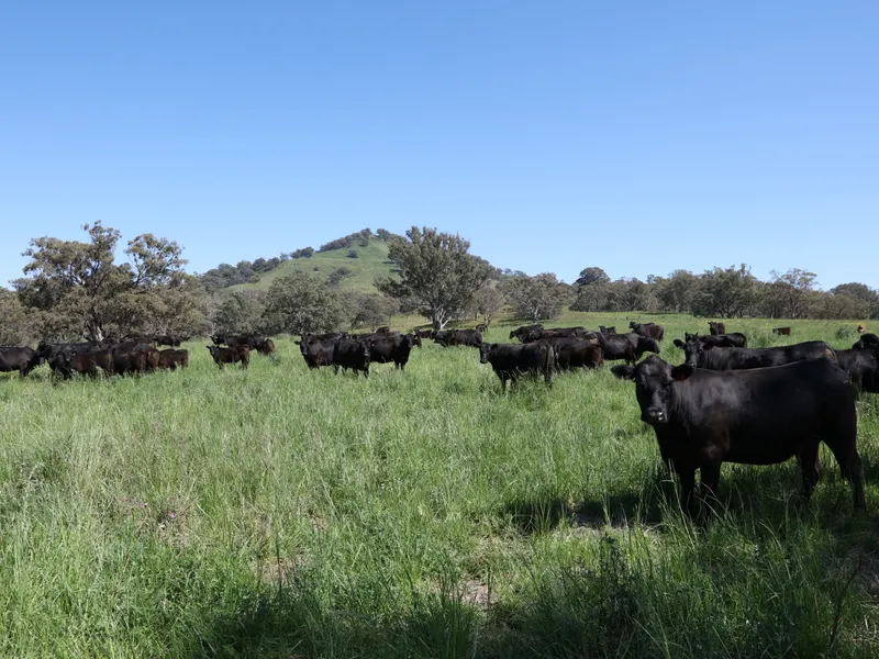 Upper Hunter  NSW Kars Springs – Scone INVERARY