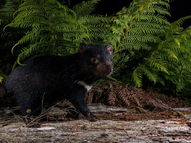Mountain Valley Wilderness Accommodation and Tours EcoTourism Business and Freehold For Sale Tasmania