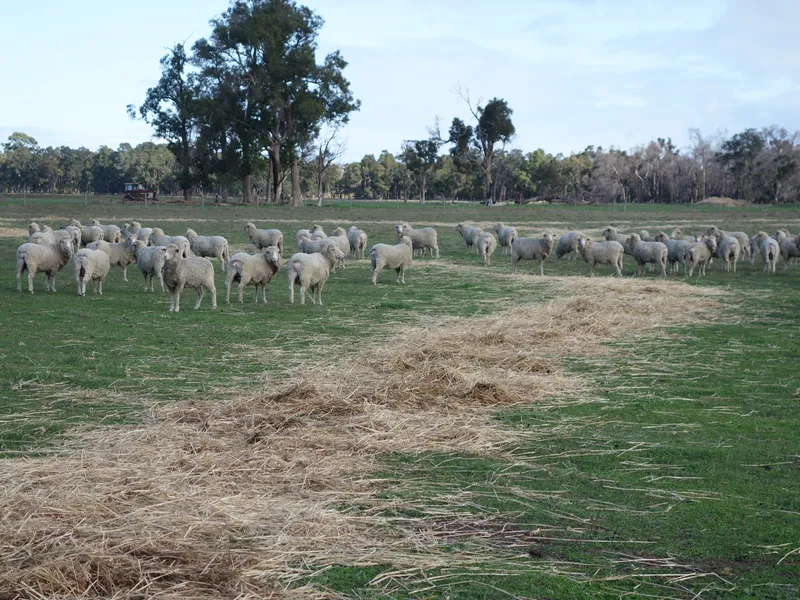 A perfect site to grow avocados - 165 acres