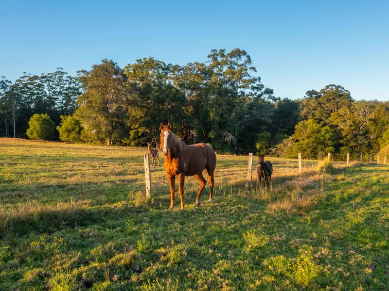 HOBBY FARM - HORSES - CATTLE