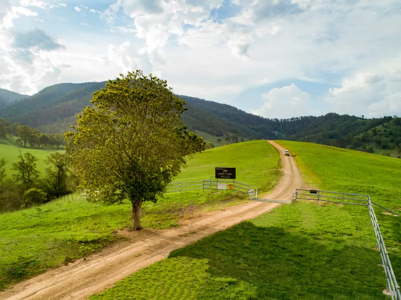 'Strike A Light' - Well Developed Mountain Bred Coastal Cattle Country