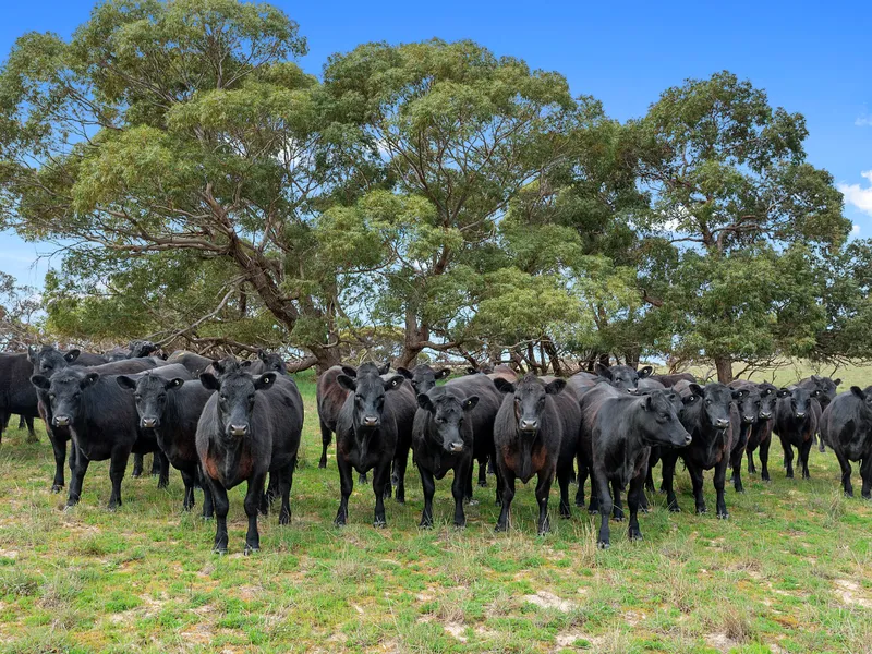 Porosa, Warm Cattle breeding and grazing block with excellent water.