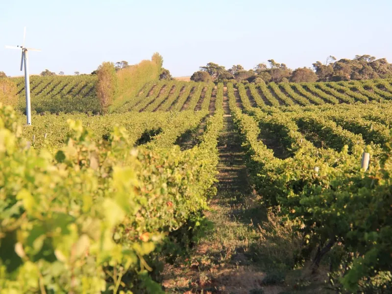 Waterhouse Range Vineyard | Robe Wine Region