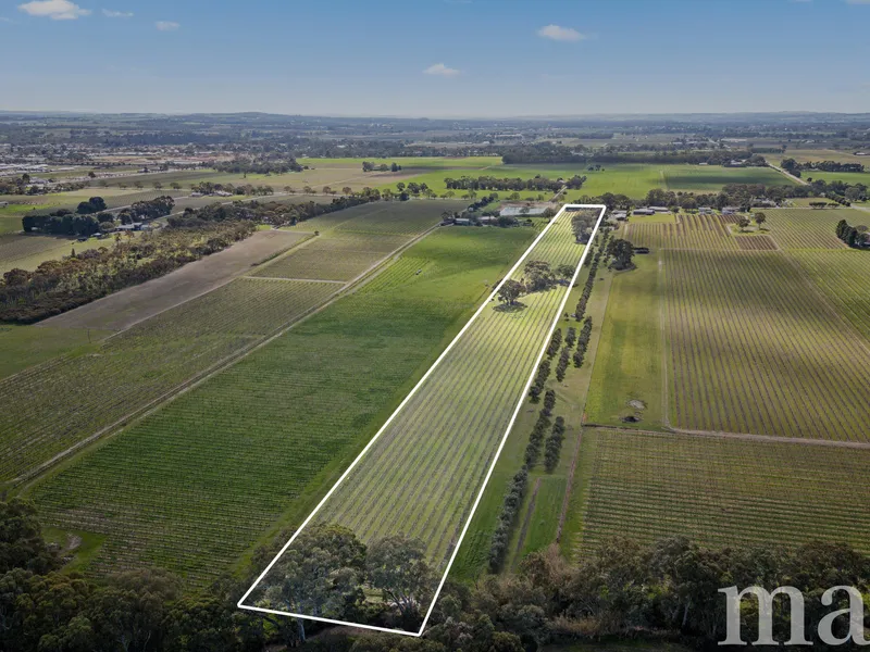 Vineyard Opportunity at 880 Basedow Road, Bethany