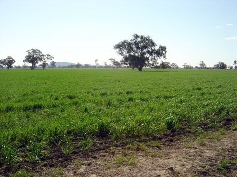 163 Kennedia Lane, Forbes, NSW 2871 Property Details