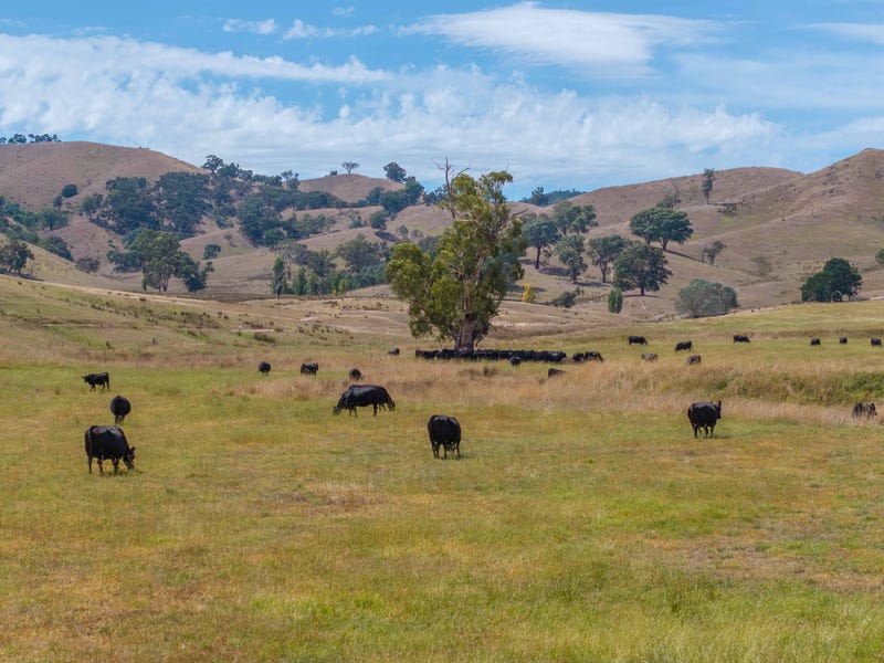 Whole or part, 595 Ancona Road, Ancona, Vic 3715 - Livestock for Sale ...