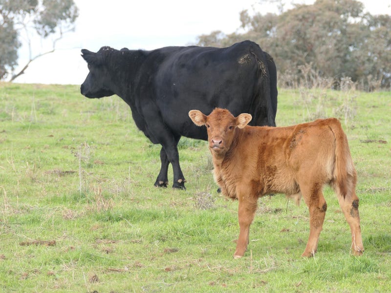 Real Estate & Property for Sale in Forbes, NSW 2871 (+1 location) Pg