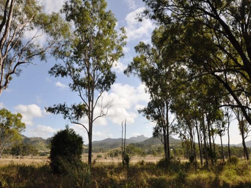 1195 Calliope River Road, West Stowe, QLD 4680
