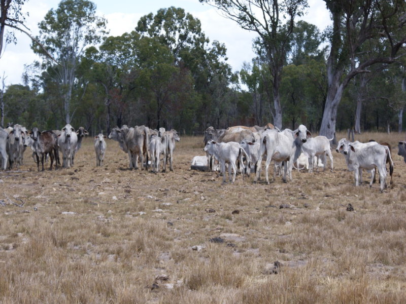 50 Tableland Road, Mount Tom, QLD 4677
